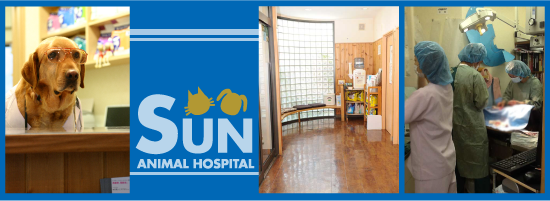 sun animal hospital